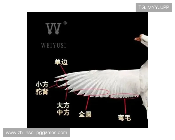 羽毛球胜利等级全解析从入门到高手的进阶之路 羽毛球胜利等级全解析从入门到高手的进阶之路